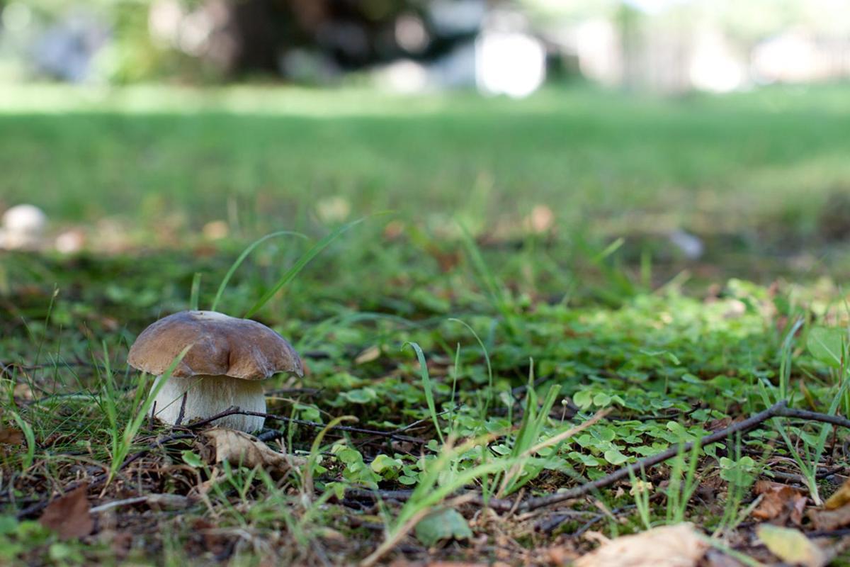 Rodinny Penzion U Wolfu Chrastava Buitenkant foto